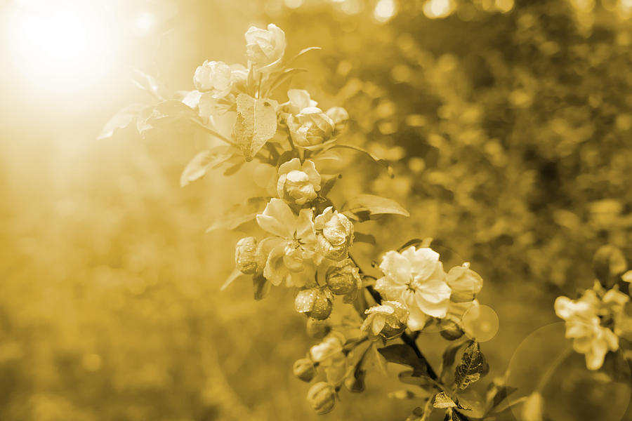 Vintage Photograph - Romantic Blossoms With Bokeh by Carol C