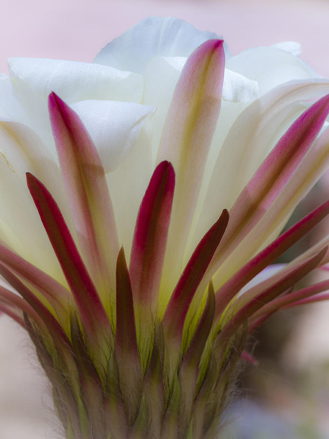 Romantic Cactus Flower Photograph by Jean Noren