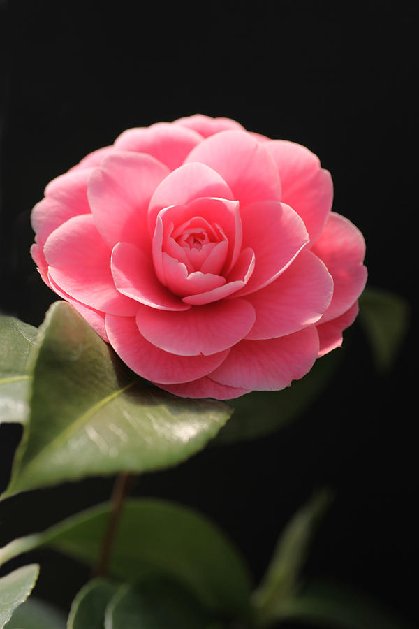 Romantic Camellia Photograph by Tammy Pool