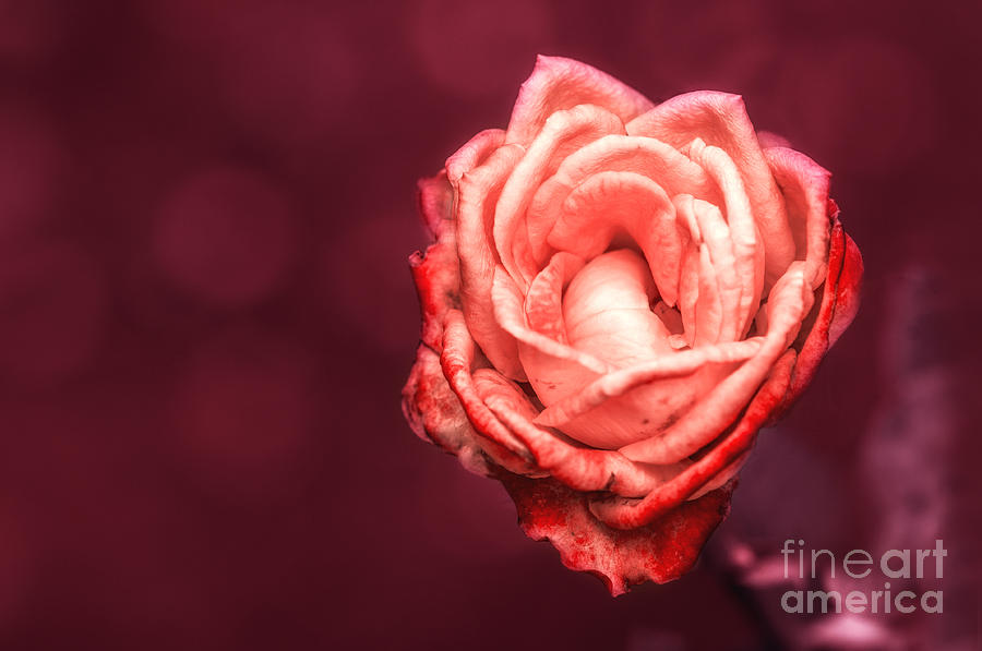 Rose Photograph - Romantic by Charuhas Images