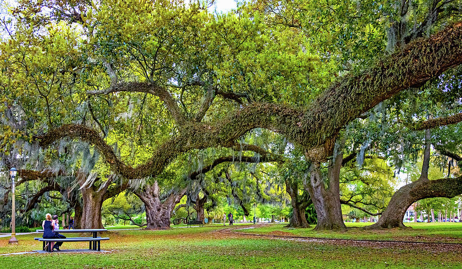Romantic City Park - New Orleans Photograph by Steve Harrington