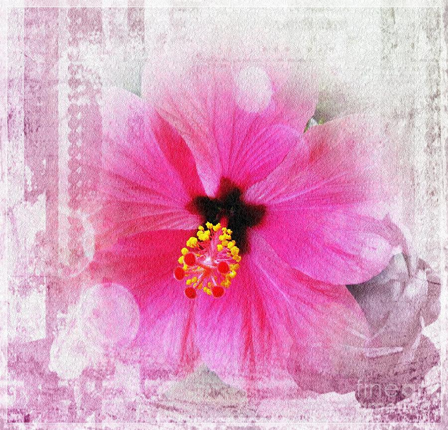Flowers Still Life Photograph - Romantic hibiscus by Vesna Martinjak
