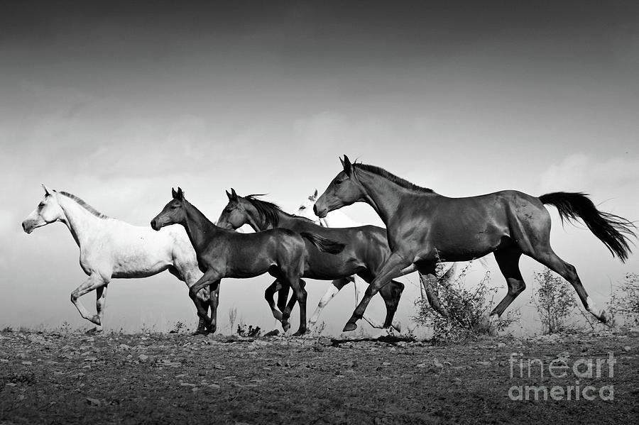 Romantic Horses Black and White Photograph by Dimitar Hristov