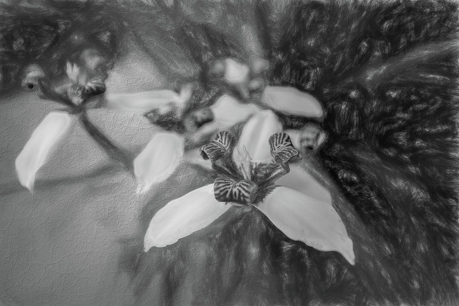 Romantic Island Lilies in Black and White Photograph by Debra and Dave Vanderlaan
