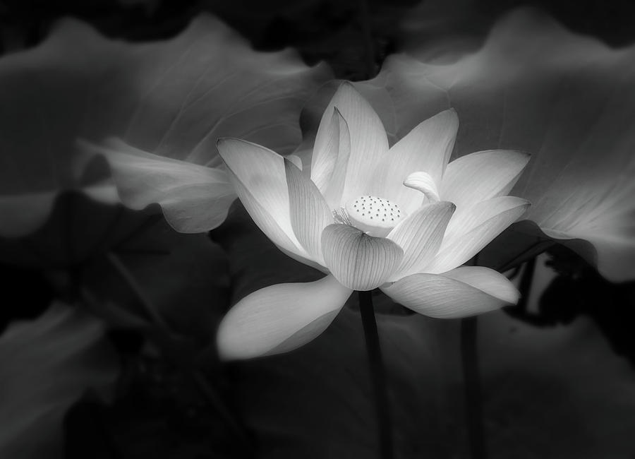 Nature Photograph - Romantic Lotus By Night Black And White by Georgiana Romanovna