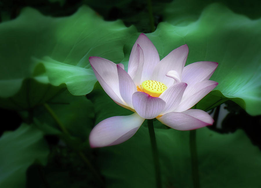 Nature Photograph - Romantic Lotus By Night by Georgiana Romanovna