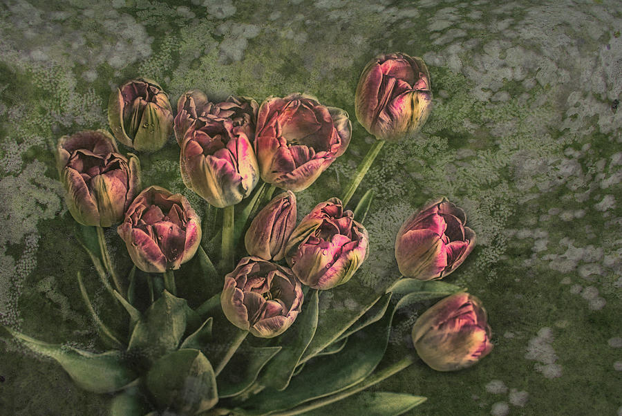 Romantic Of Spring Photograph by Joachim G Pinkawa