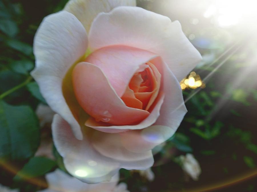 Romantic pastel pink rose Photograph by Susan Baker