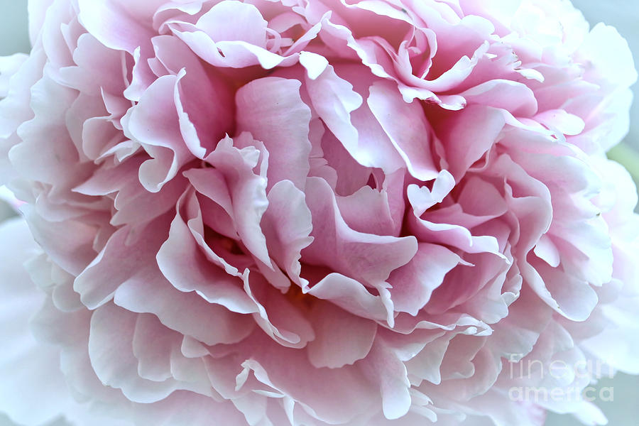 Romantic Pink Peony Photograph by Carol Groenen