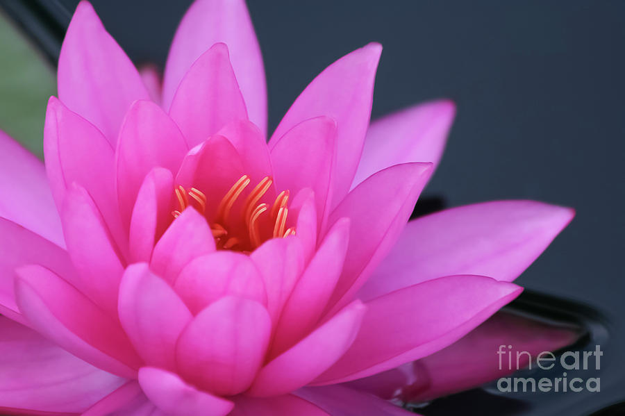 Romantic Pink Water Lily Photograph by Amy Sorvillo