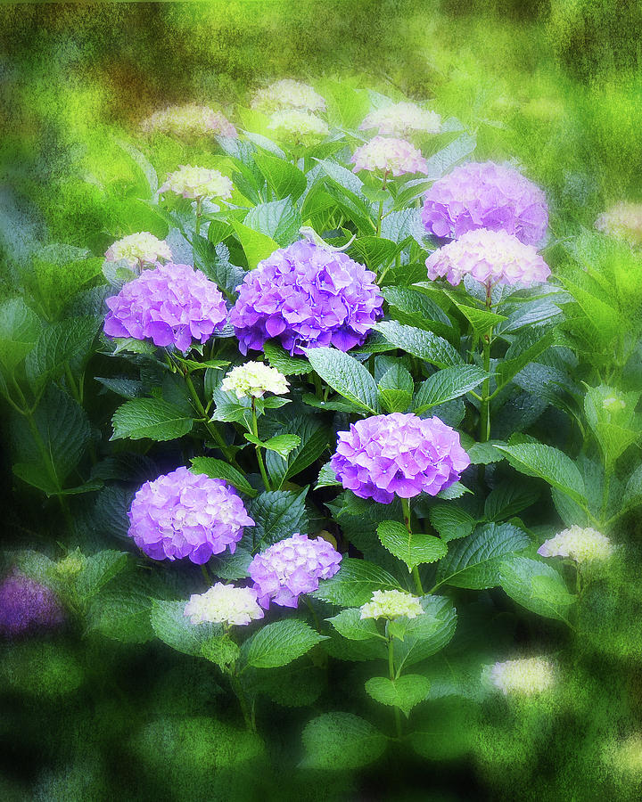 Romantic Purple Hydrangeas Photograph by Carla Parris