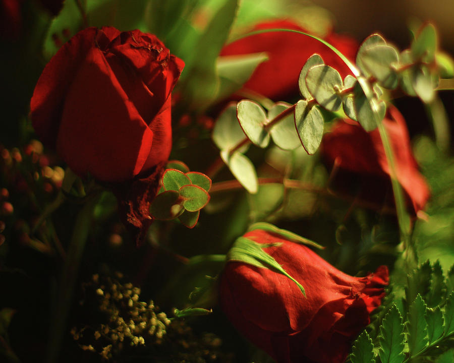 Flower Photograph - Romantic Red Flowers in Dramatic Lighting by Matt Quest