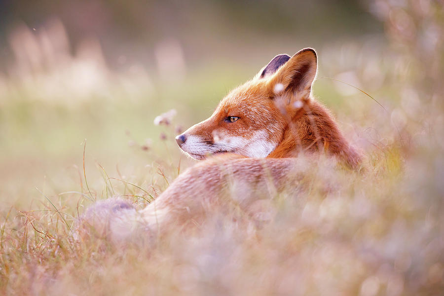 Animal Photograph - Romantic Red Fox by Roeselien Raimond