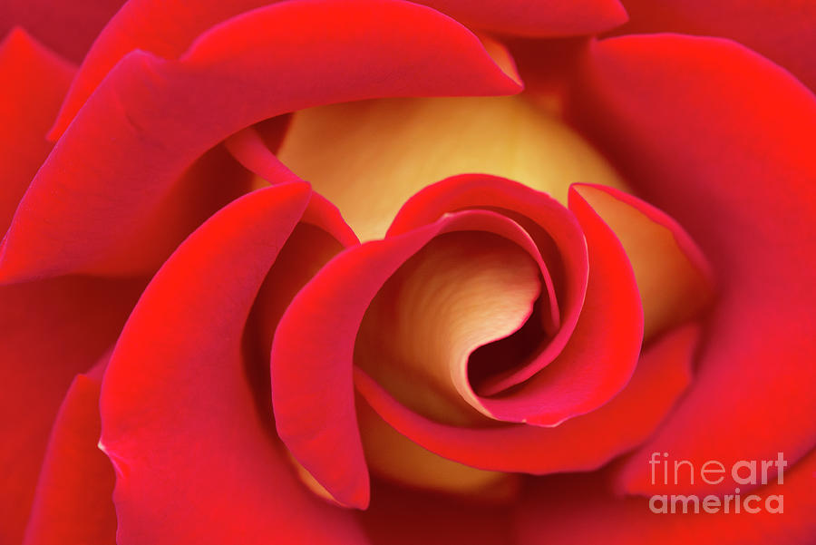 Love Photograph - Romantic Red Rose Yellow Pedals by David Zanzinger