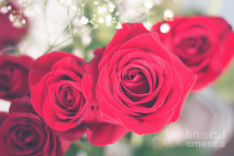 Romantic Red Roses Photograph by Cheryl Baxter