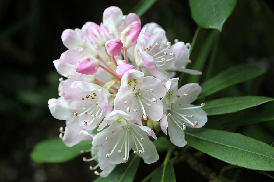 Pink Photograph - Romantic Rhododendron by Lynne Guimond Sabean Pink Photograph - Romantic Rhododendron by Lynne Guimond Sabean