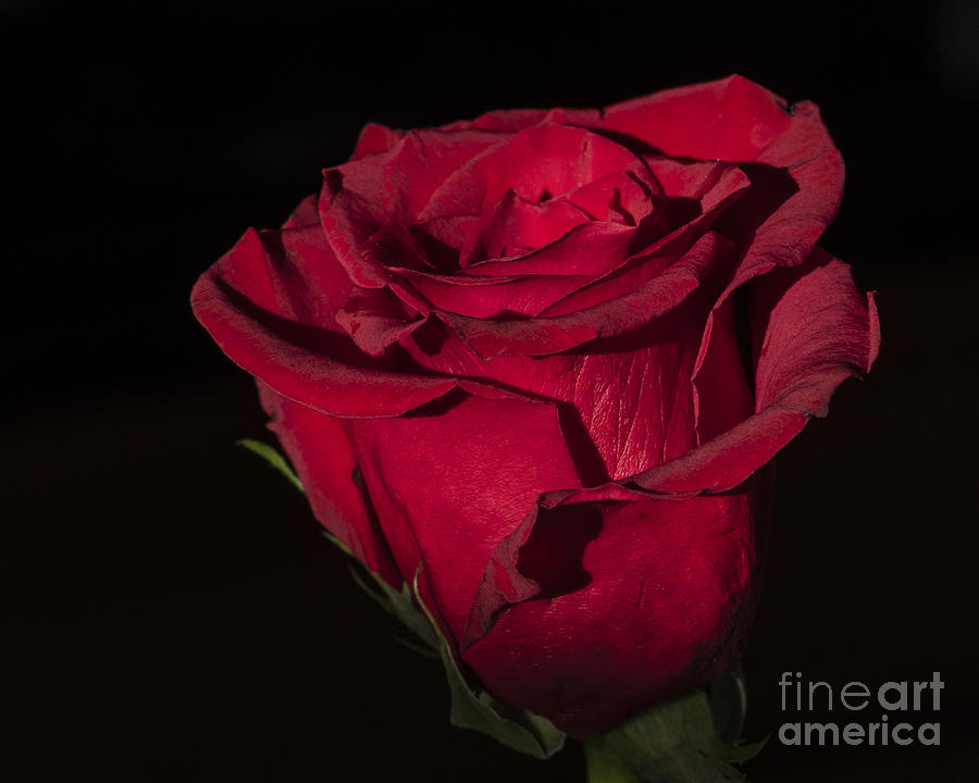 Romantic Rose Photograph by Joann Long