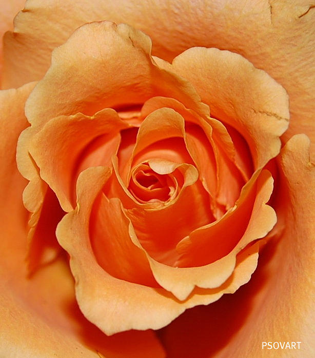 Romantic Rose Photograph by Patty Vicknair