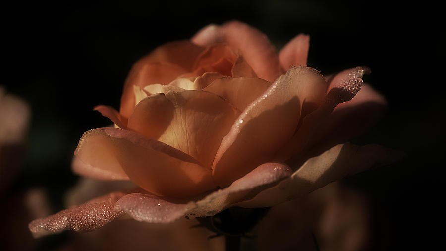 Romantic September Rose Photograph by Richard Cummings
