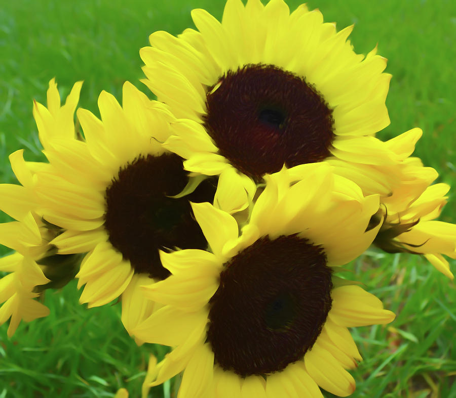 Romantic Skies Sunflower Bouquet Photograph