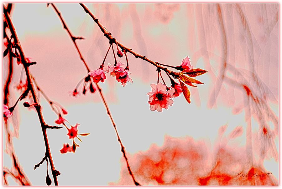 Romantic Spring Photograph by Sonali Gangane