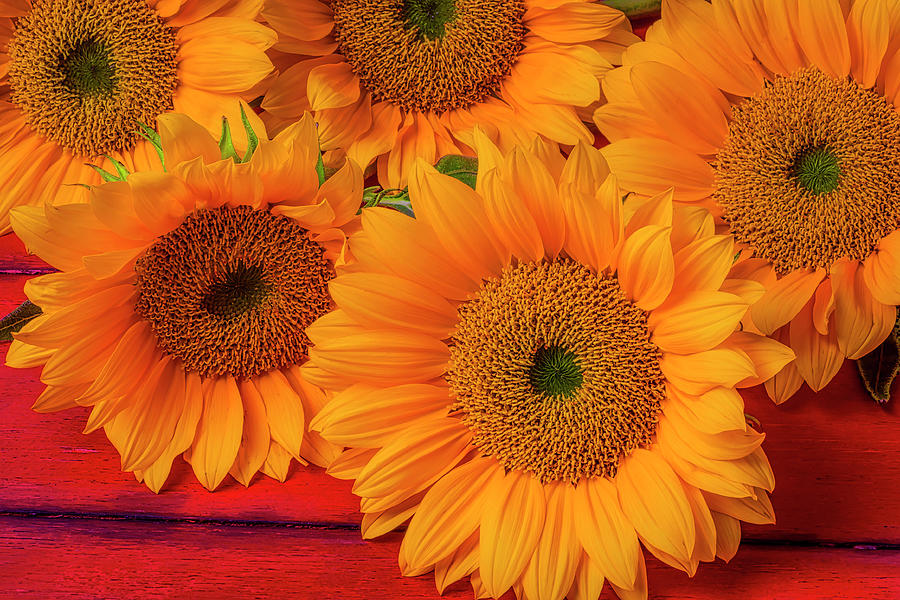 Romantic Sunflowers Photograph by Garry Gay