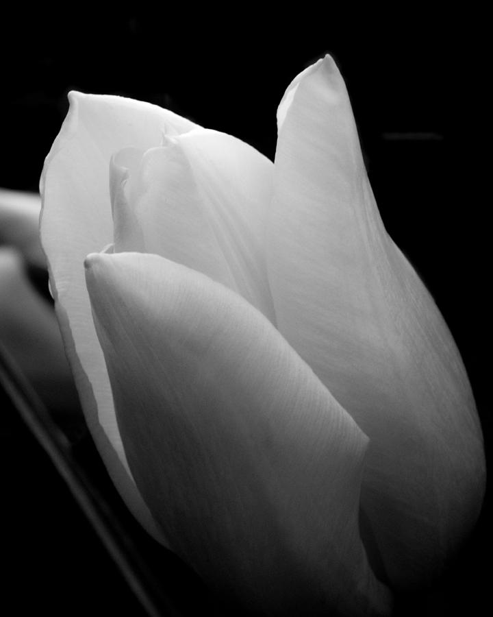 Romantic Tulip Light Photograph