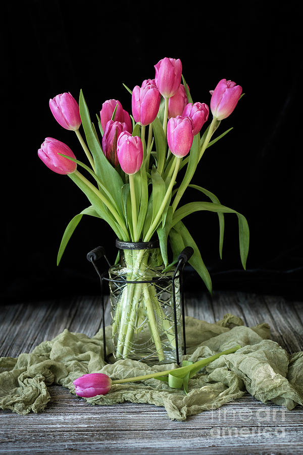 Romantic tulips on sage Photograph by Ava Peterson | Fine Art America