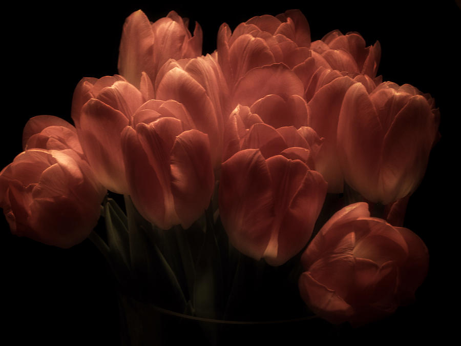Romantic Tulips Photograph by Richard Cummings