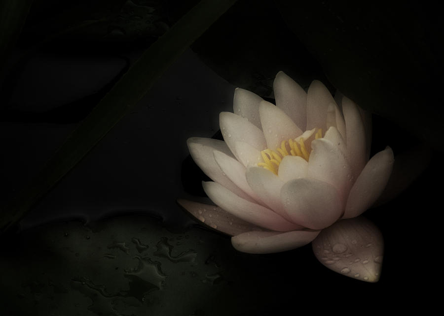 Romantic water Lily Photograph by Richard Cummings