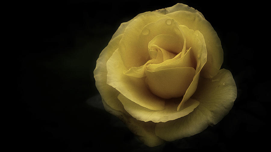 Romantic Yellow Rose 2016 Photograph by Richard Cummings