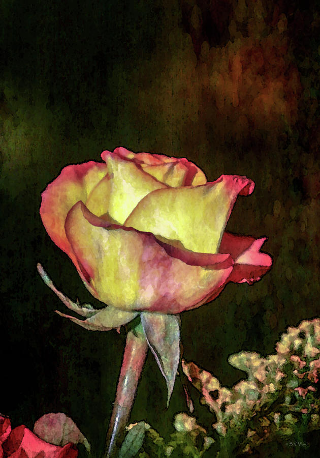Romanticized Rose 7731 IDP_2 Photograph by Steven Ward