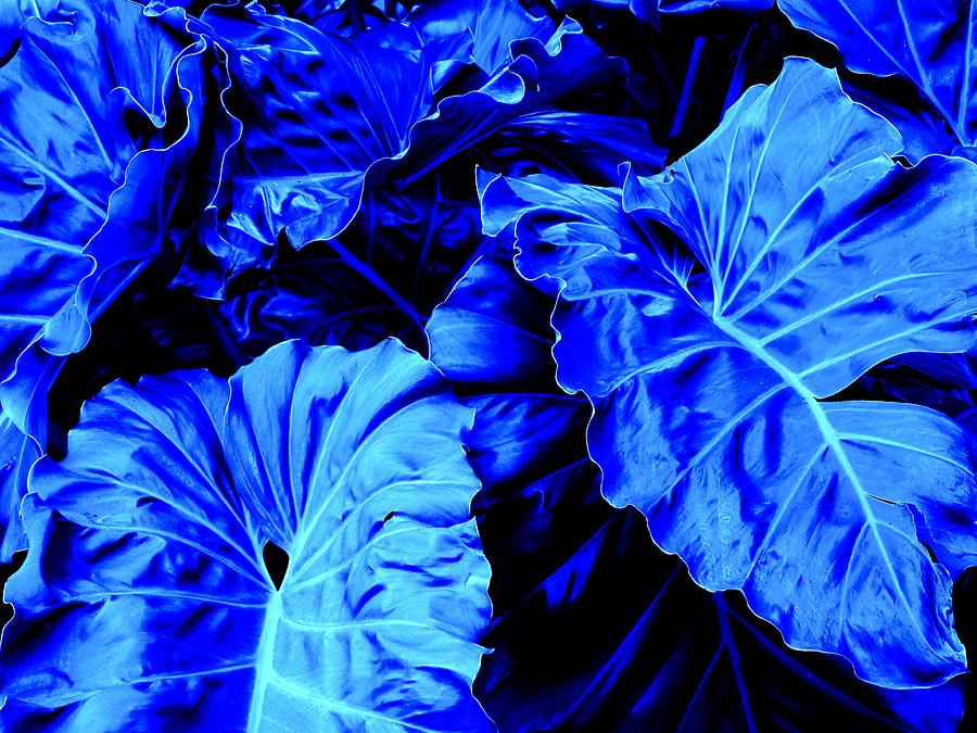 Blue Photograph - Romney Blue by Ian MacDonald Blue Photograph - Romney Blue by Ian MacDonald