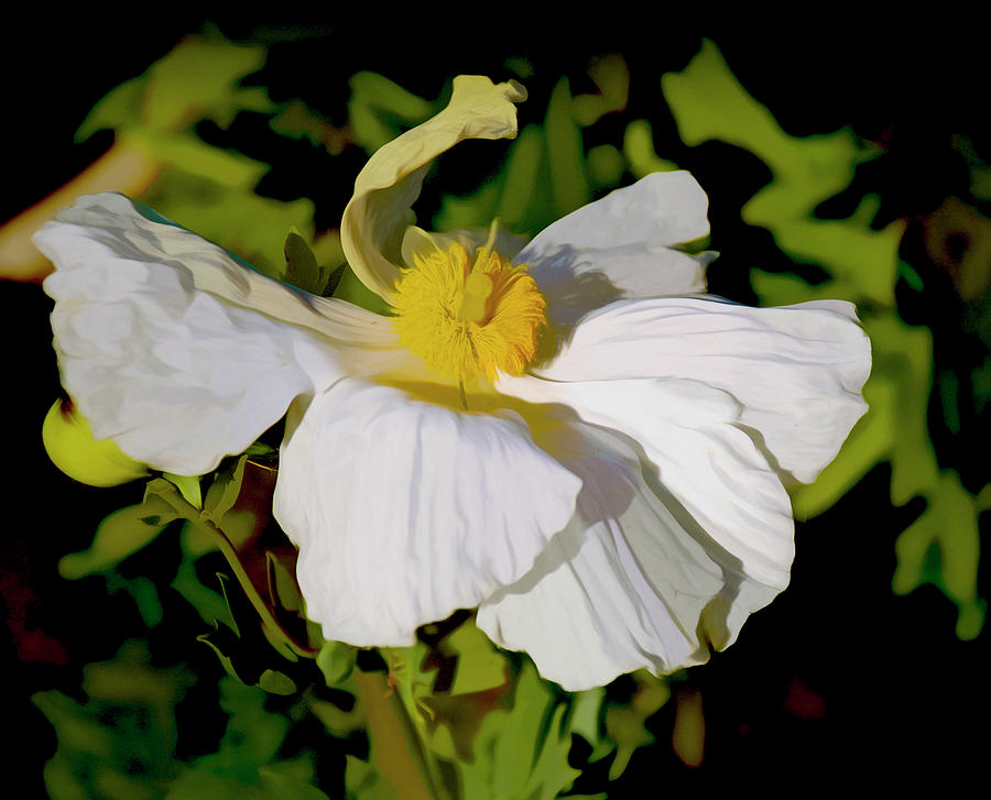 Romneya Flower Photograph by Joseph Hollingsworth