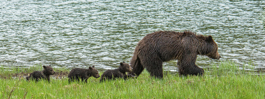 Romping By The Lake With Mama Bear Photograph by Yeates Photography