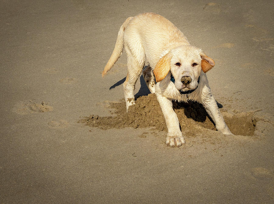 Romping Puppy Photograph by Jean Noren
