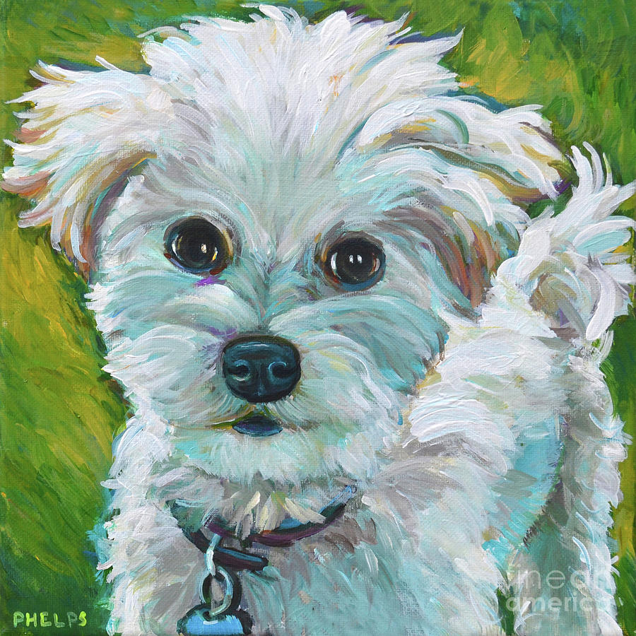 Maltipoo painting store