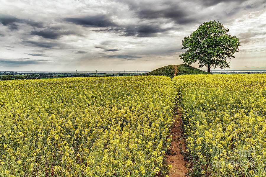 Ronneberga Backar Landscape Photograph by Antony McAulay