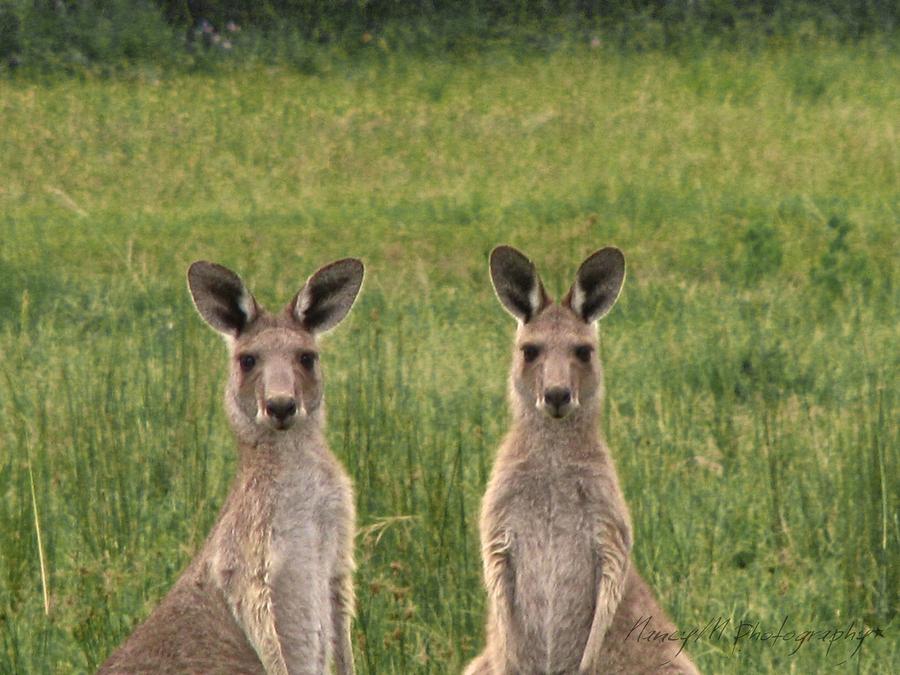 Animals Photograph - Roo Too by Nancy Morrison Animals Photograph - Roo Too by Nancy Morrison