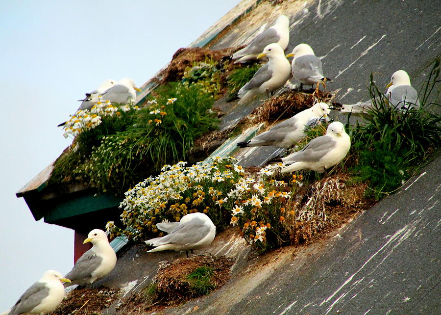 Seagull Photograph - Rooftop Nests in Rorvik by Laurel Talabere