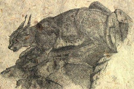 African Wildlife Drawing - Rooikat by Ray Harris