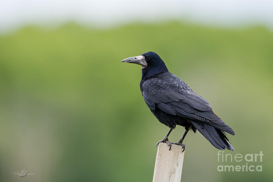 Rook Photograph by Torbjorn Swenelius