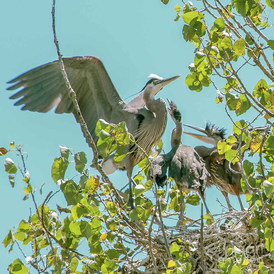 Rookery Twins Photograph by Cathie Moog | Fine Art America