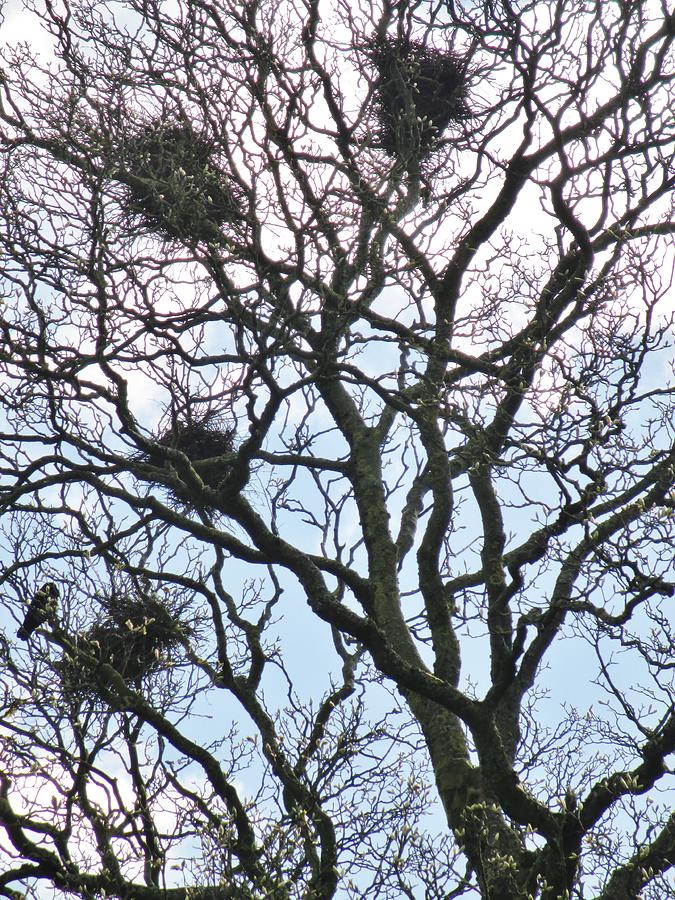 Rooks Nests Photograph By CL Redding - Fine Art America