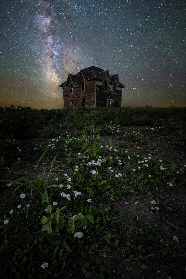 Flower Photograph - Room with a view by Aaron J Groen