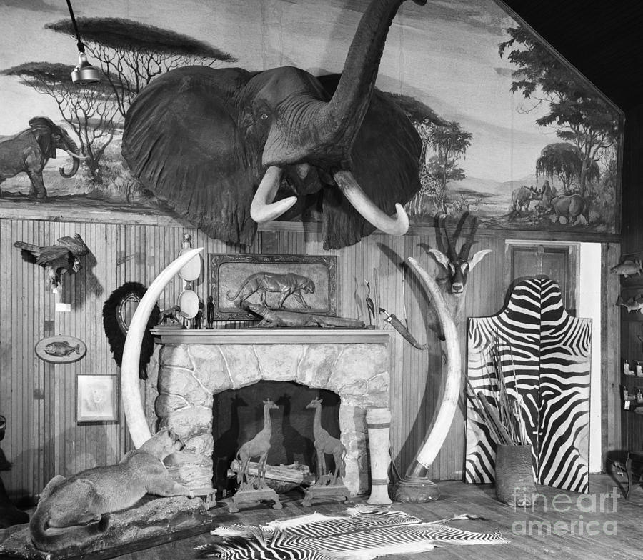 Room With Big Game Trophies, C.1940-50s Photograph by Debrocke/ClassicStock
