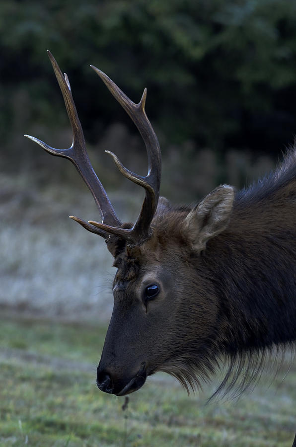 Roosevelt elk at Ecola State Park on the Oregon coast Photograph by