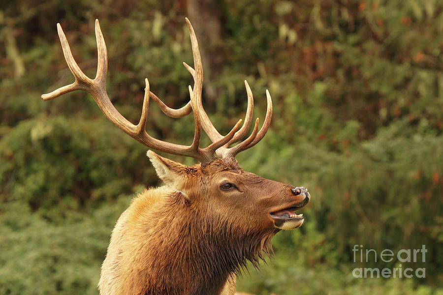 Redwood National Park Photograph - Roosevelt Elk Bull Bugling by Max Allen