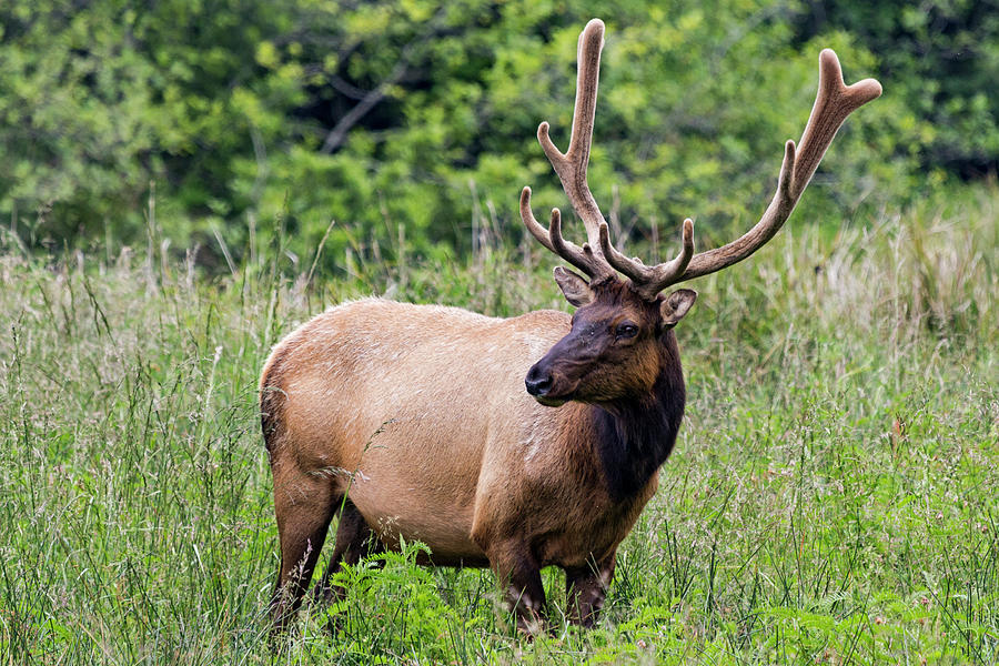 Roosevelt Elk Bull Photograph by Rick Pisio