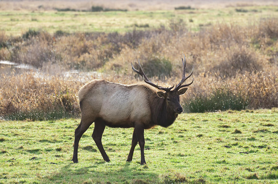 Roosevelt Elk Bull Photograph by Steven Clark